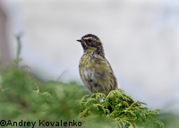 ����������� ���������